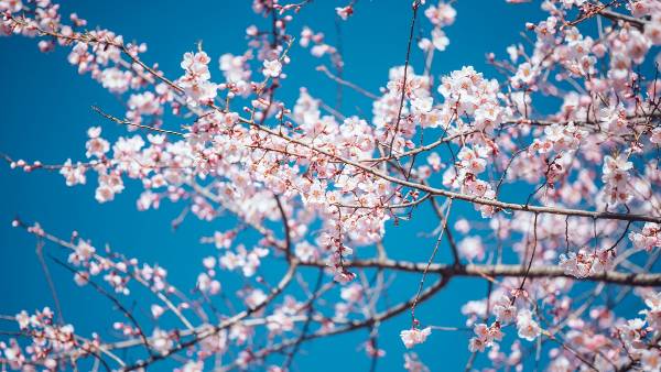 【林芝桃花节·5日旅拍】行摄中国最美的春天