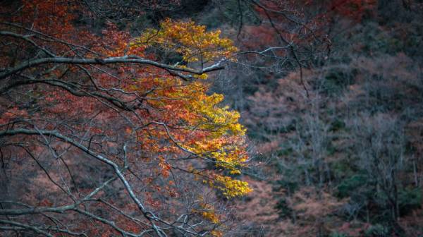 秦巴秋色丨穿越秦岭 · 千年银杏树 · 太洋公路 · 光雾山十八月潭· 米仓山· 阆中古城6日自驾游